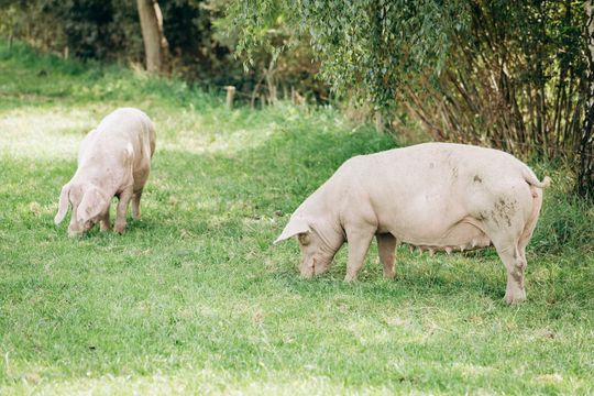 Cerdos comiendo en el campo